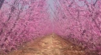 مزرعة في المفرق للبيع