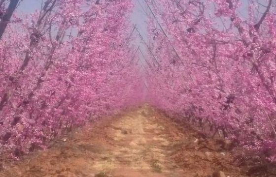 مزرعة في المفرق للبيع