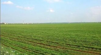 أرض للبيع في اليادودة (171دونم)