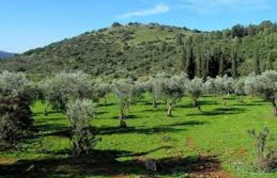 أرض للبيع في جلول (557م)
