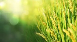 ارض في ياجوز للبيع (755م)