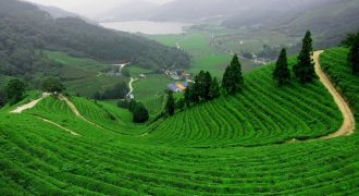 ارض مميزة للبيع في عين الباشا (10 دونم)