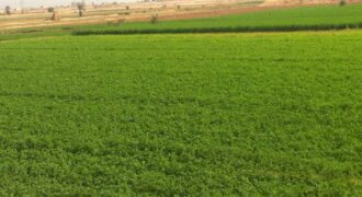 أرض في ياجوز للبيع (800م)