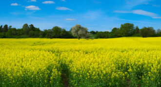 ارض مميزة في جنوب عمان / الطنيب العيادات  تصلح للاستثمار