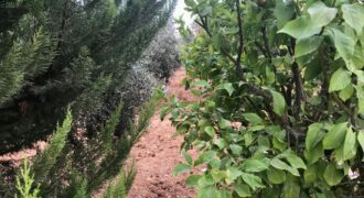 ارض  مميزه للبيع في الرجم / حواره جنوب عمان  تصلح للاستثمار